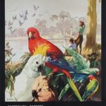 Australia - Australian Parrots
